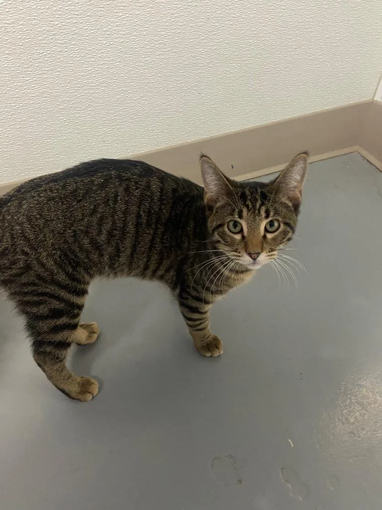 A young medium-sized male Domestic Short Hair cat named Andy for adoption in Batesville, AR