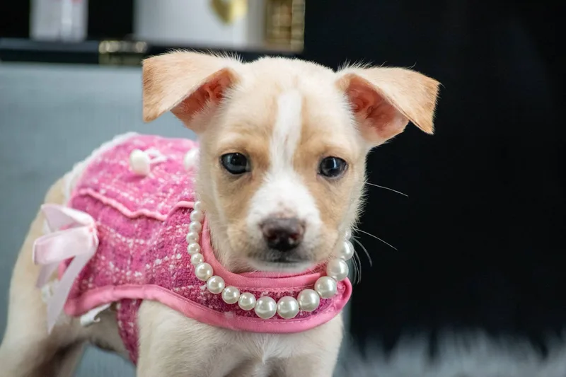 A baby small-sized female White / Cream Chihuahua dog named Maybelline for adoption in Sevierville, TN