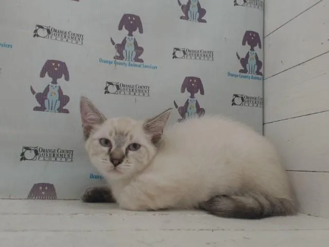 A baby small-sized female Domestic Medium Hair cat named A for adoption in Orlando, FL