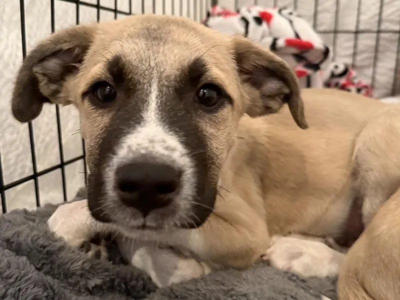 A baby medium-sized male Labrador Retriever dog named Goose for adoption in Hartwell, GA