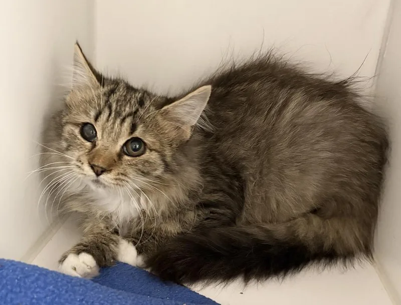 A baby medium-sized male Domestic Medium Hair cat named Tigger for adoption in Rochester, IN