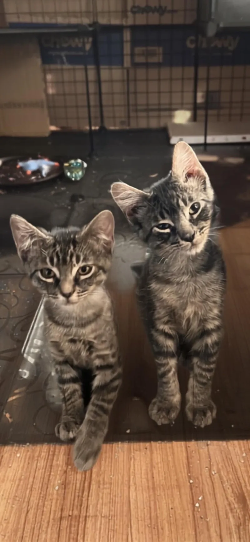 A baby medium-sized male Domestic Short Hair cat named Pebble for adoption in Reno, NV
