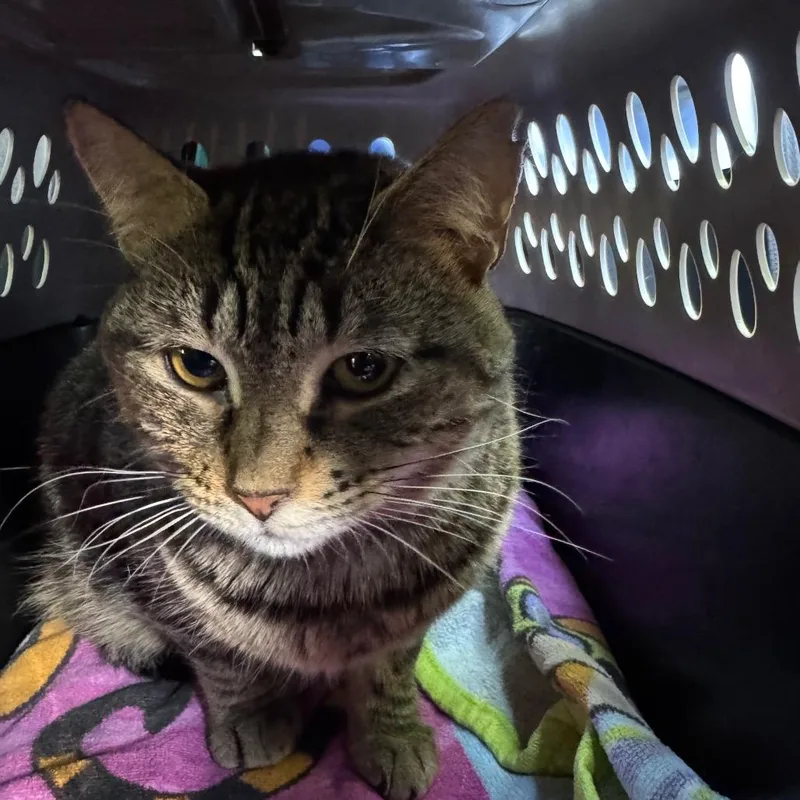 An adult medium-sized female Brown / Chocolate Domestic Short Hair cat named Jenni for adoption in Ashland, VA