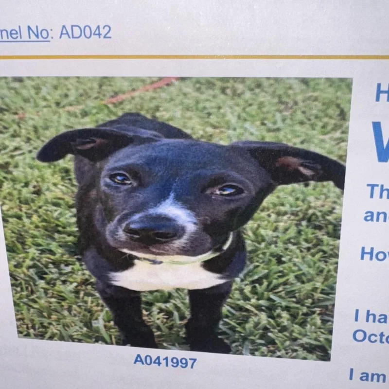 Witch Hazel thumbnail 2