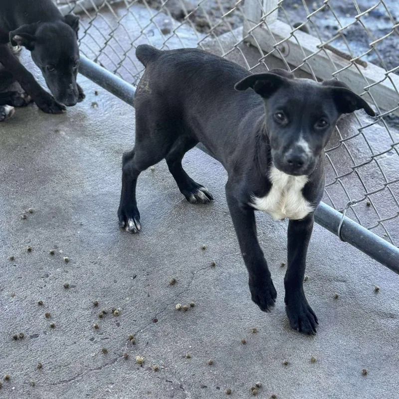 Witch Hazel thumbnail 3