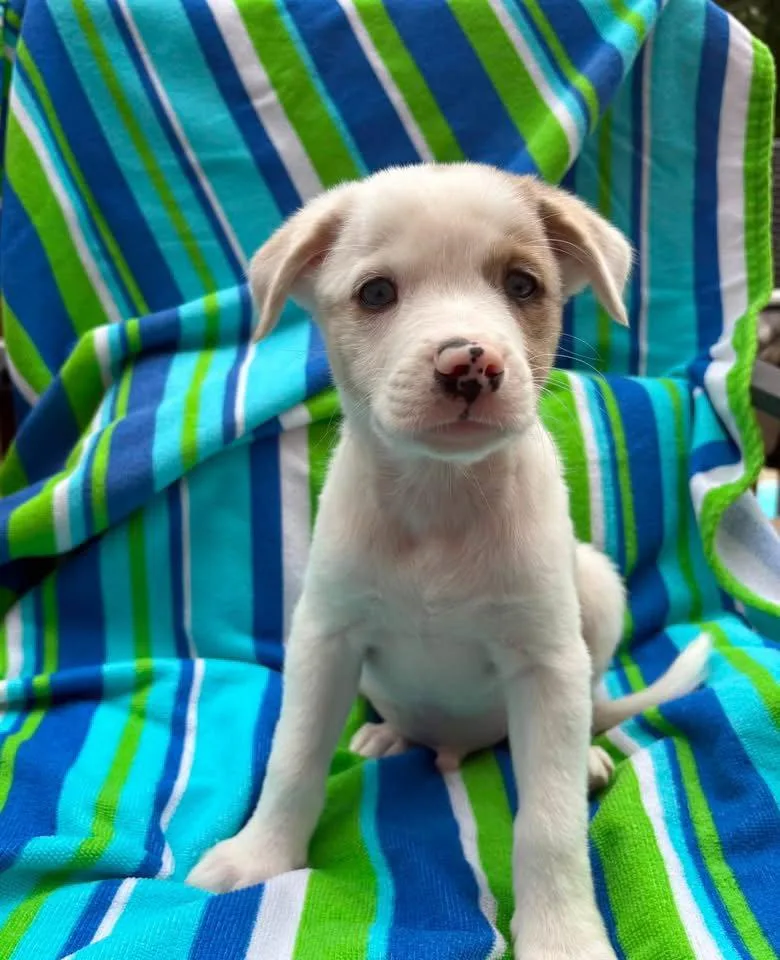 Baylor