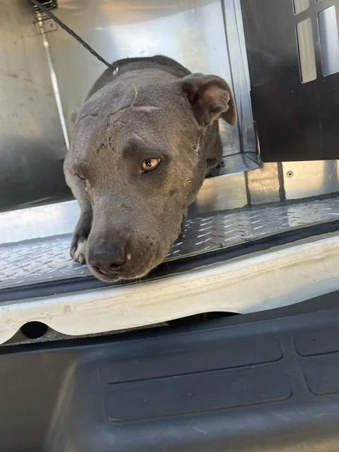 A young large-sized male Mixed Breed dog named Bucky for adoption in Dallas, TX