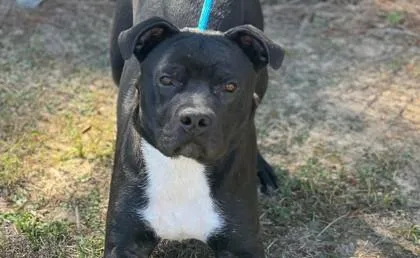 An adult large-sized male Mixed Breed dog named Bubba for adoption in West Chester, PA