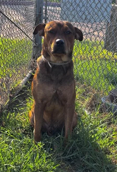A young medium-sized male Staffordshire Bull Terrier dog named Milo for adoption in Houston, TX
