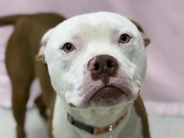 A young large-sized male Pit Bull Terrier dog named Panda Bear for adoption in Portland, OR