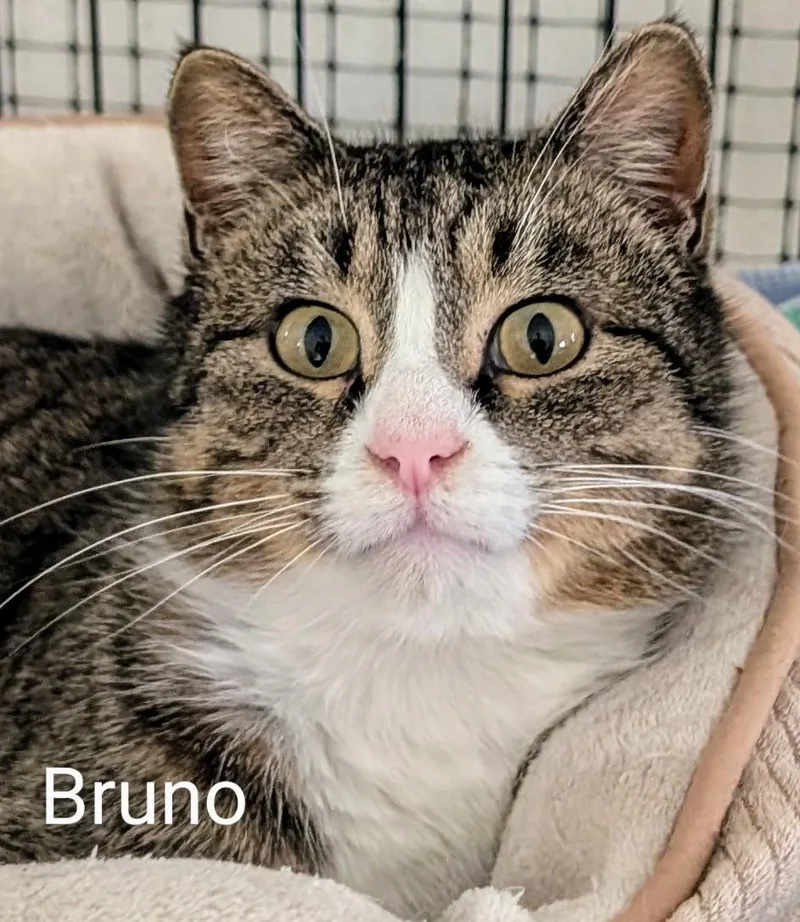 An adult medium-sized male Tabby (Tiger Striped) Domestic Short Hair cat named Bruno for adoption in Colfax, IA