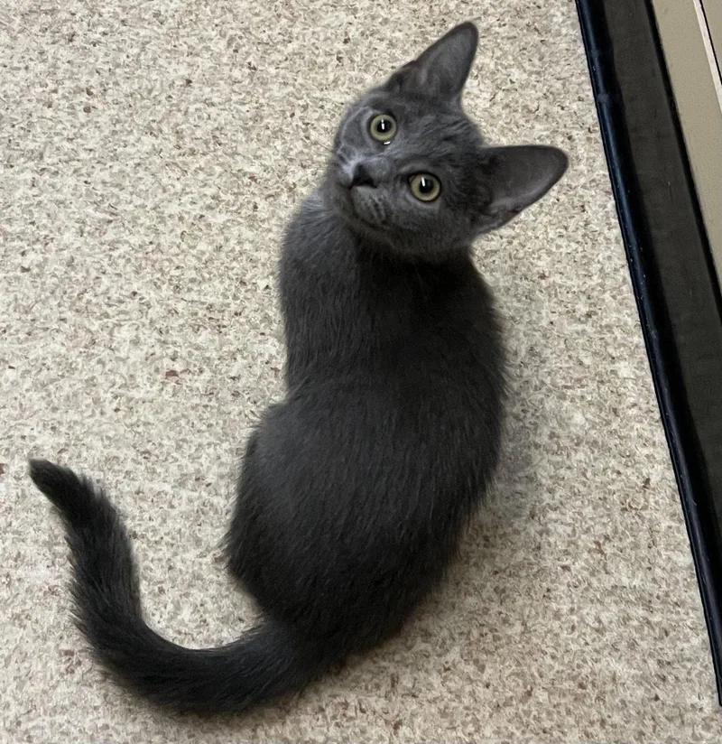 A baby medium-sized female Gray / Blue / Silver Domestic Short Hair cat named Possum for adoption in Blasdell, NY