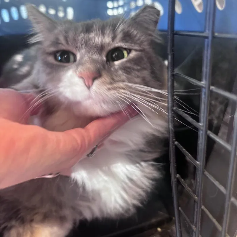 A young medium-sized female Gray & White Domestic Medium Hair cat named Gracie for adoption in Albuquerque, NM
