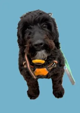 A young medium-sized male Black Bernadoodle dog named Chief for adoption in Pasco, WA