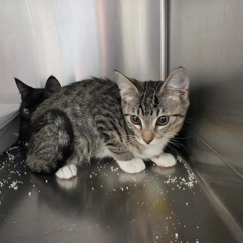 A baby small-sized female Brown / Chocolate Domestic Short Hair cat named Duchess for adoption in Las Vegas, NV