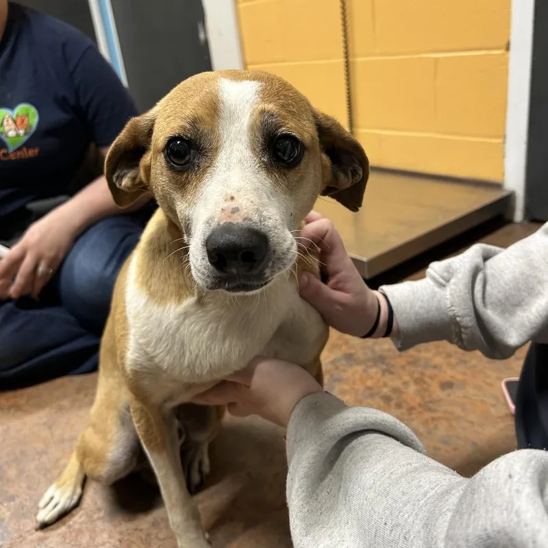 An adult small-sized male Yellow / Tan / Blond / Fawn Hound dog named Brodie for adoption in Morganton, NC