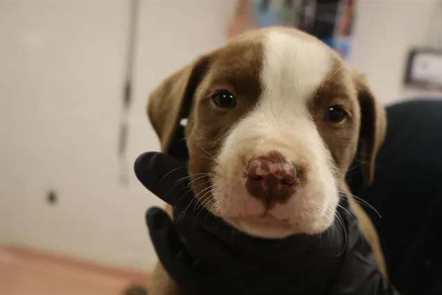 A baby small-sized male Mixed Breed dog named Blueberry for adoption in Columbia, SC