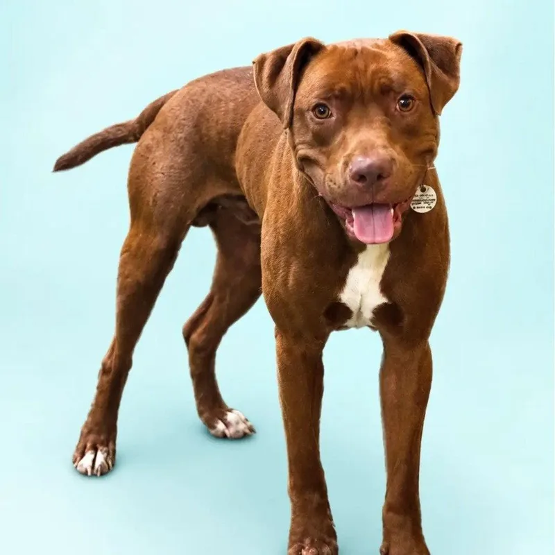 An adult medium-sized male Pit Bull Terrier dog named Landon for adoption in Baltimore, MD