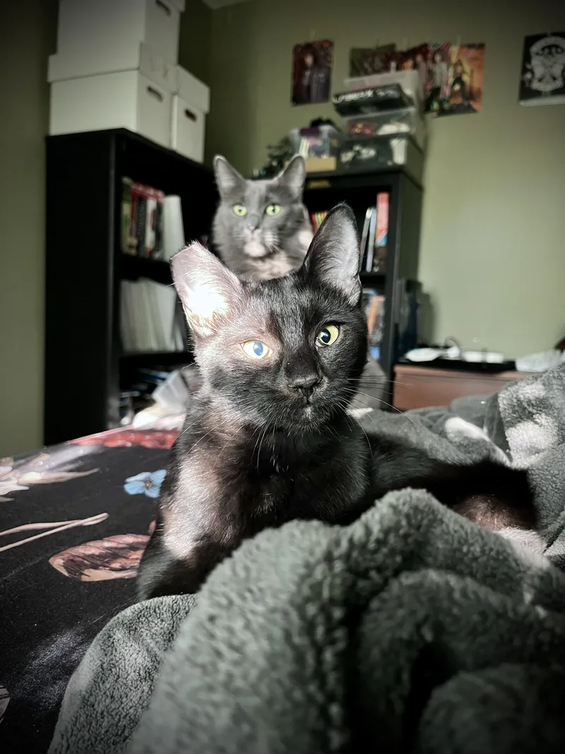 A baby small-sized female Domestic Short Hair cat named Emi for adoption in South Pasadena, CA