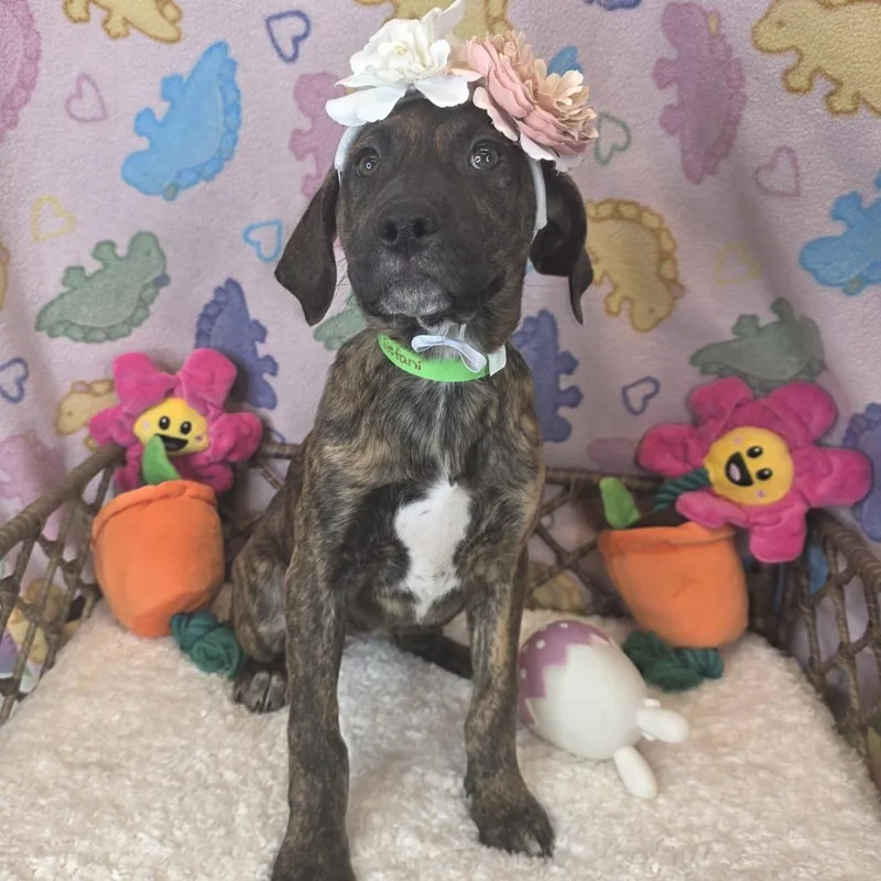 Gwen Stefani thumbnail 2