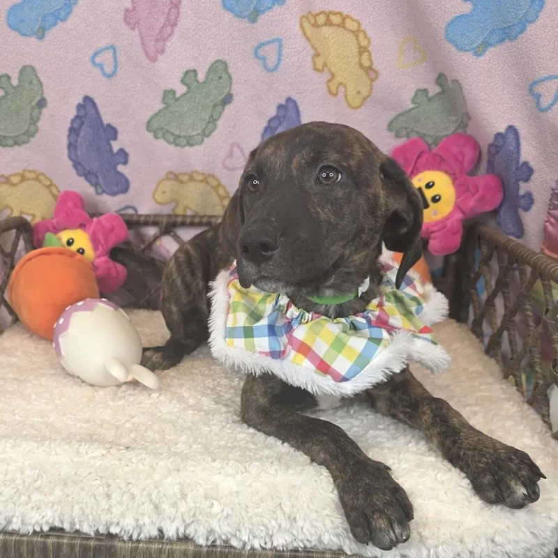 Gwen Stefani thumbnail 3