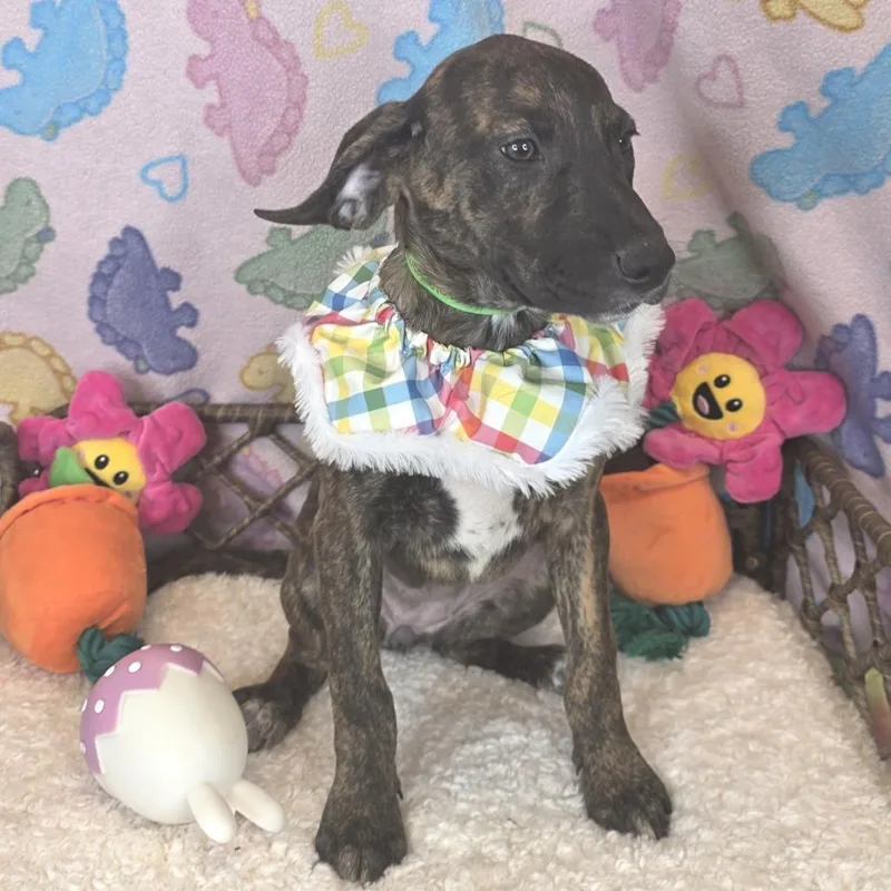 Gwen Stefani thumbnail 4