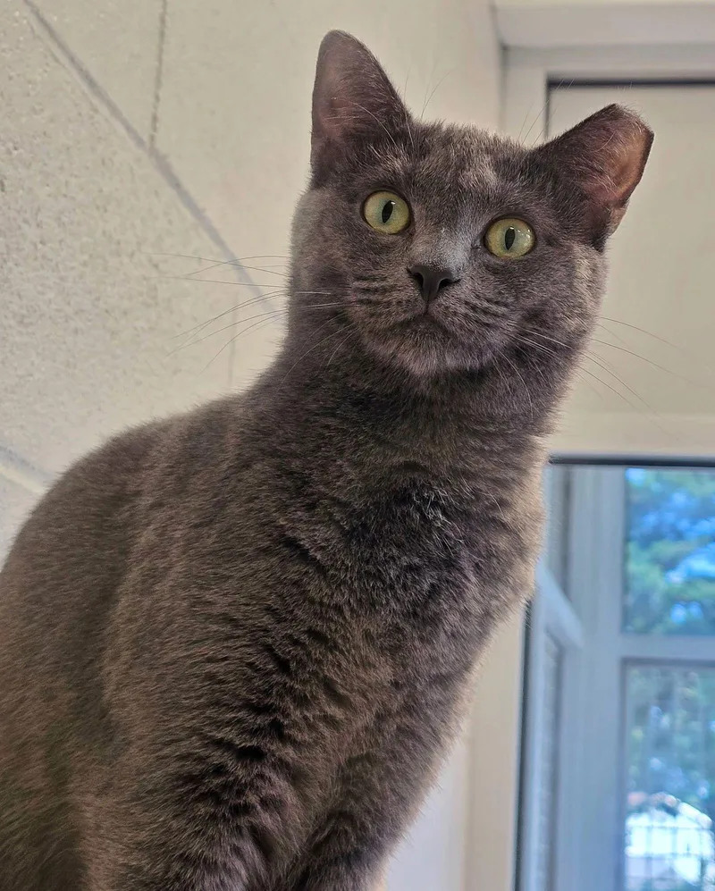 An adult medium-sized female Gray / Blue / Silver Domestic Short Hair cat named Angie for adoption in Holbrook, NY