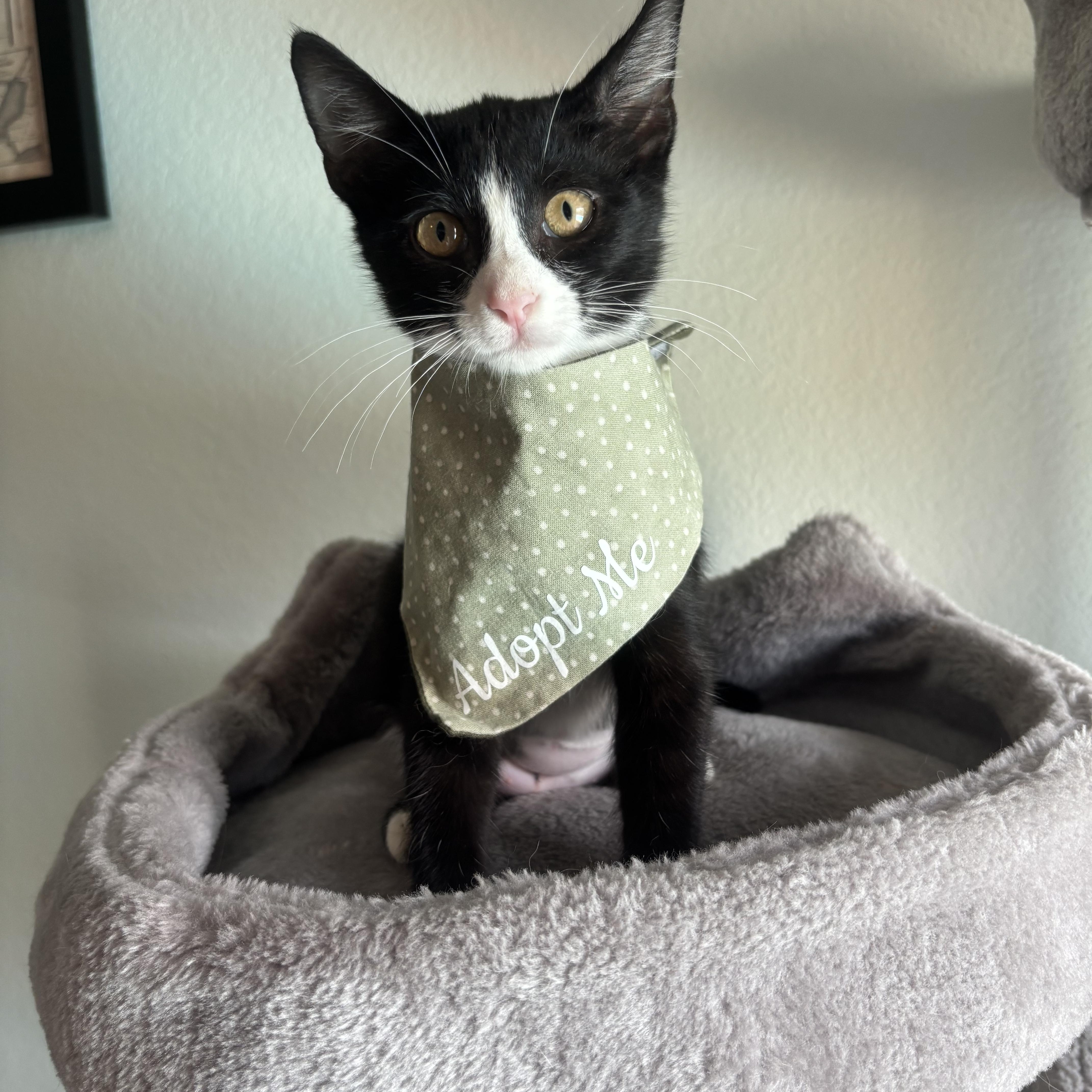 A baby medium-sized female Black & White / Tuxedo Domestic Short Hair cat named Clare  The Sweetest for adoption in Plano, TX