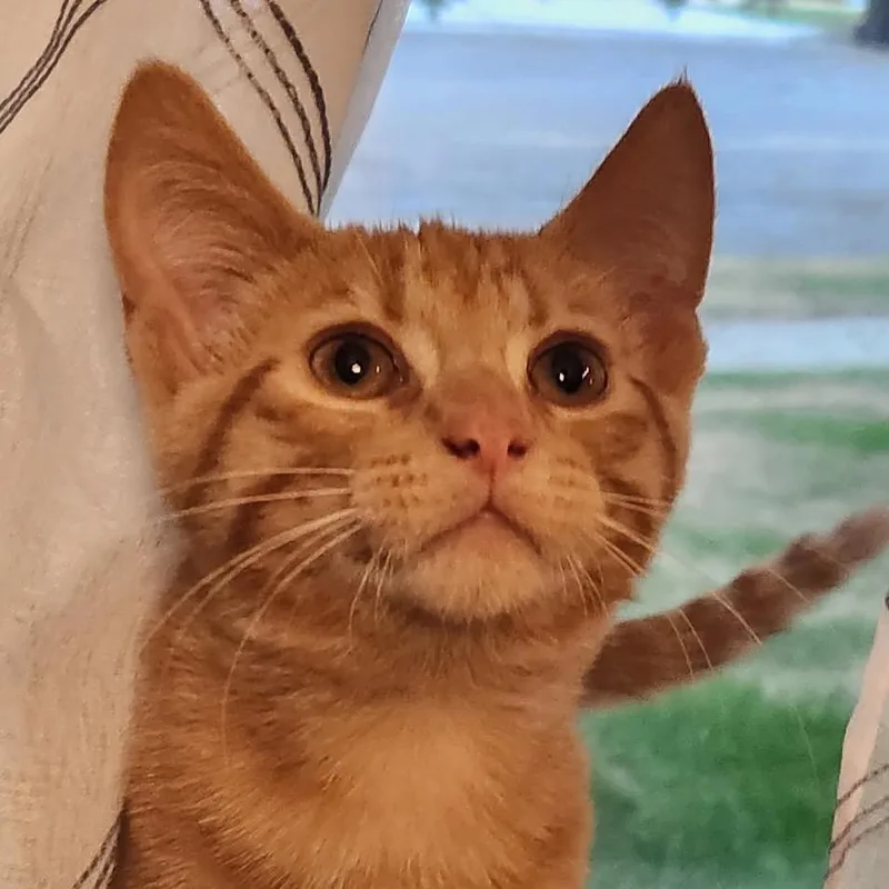 A baby small-sized male Domestic Short Hair cat named Gusty for adoption in Bismarck, ND