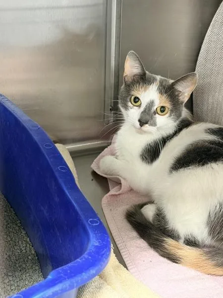 An adult medium-sized female Domestic Short Hair cat named Namira for adoption in Millersville, MD