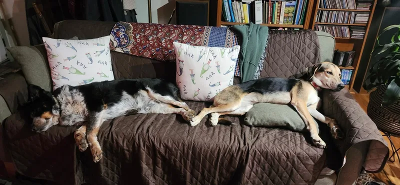 Pepper Asap thumbnail 2