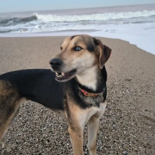 Pepper Asap thumbnail 3