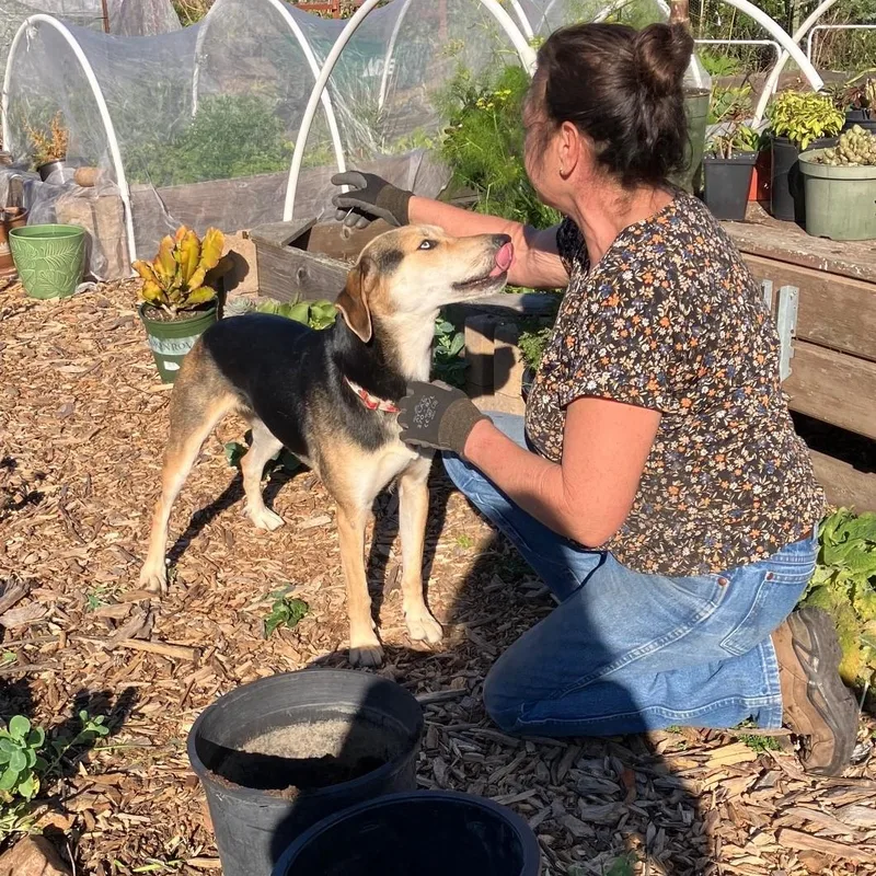 Pepper Asap thumbnail 4