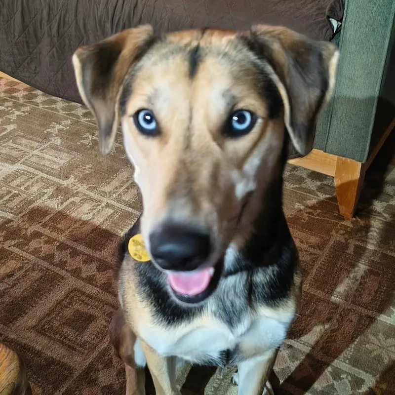 Pepper Asap thumbnail 5