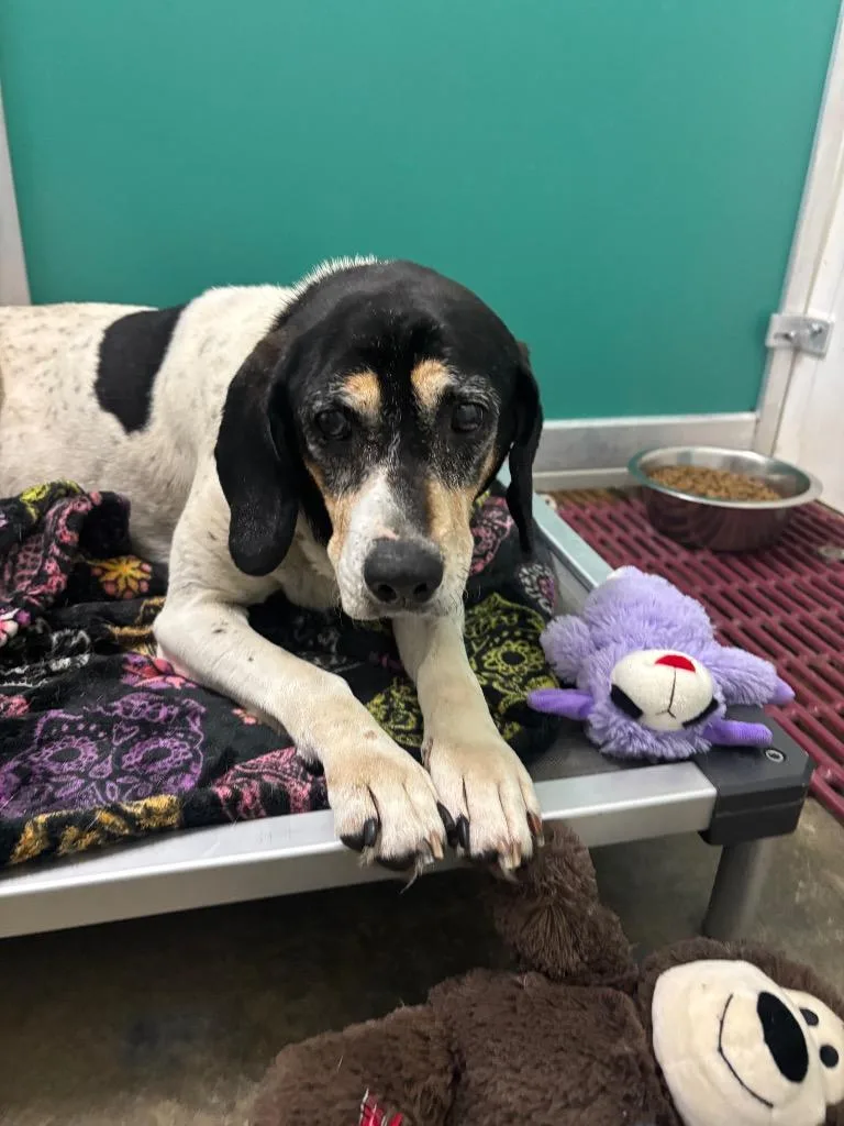 A senior medium-sized female Coonhound dog named Sassy for adoption in Wabash, IN