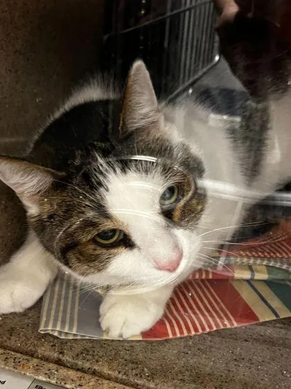 An adult large-sized male Domestic Short Hair cat named Oshkosh for adoption in Sevierville, TN