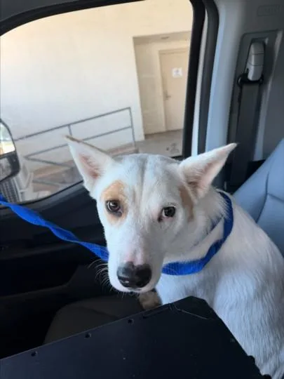 A young large-sized female Carolina Dog dog named Rain for adoption in Texas City, TX
