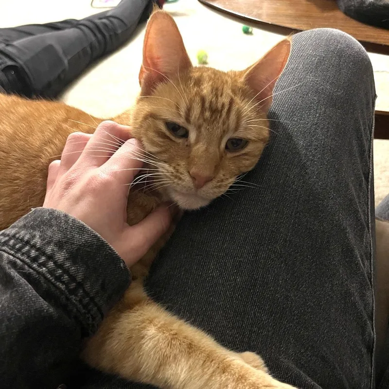 An adult large-sized male Orange / Red Domestic Short Hair cat named Romeo for adoption in San Diego, CA