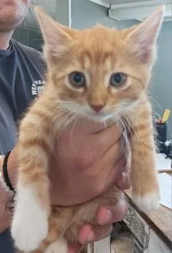A baby medium-sized male Domestic Short Hair cat named Tisdale for adoption in West Memphis, AR