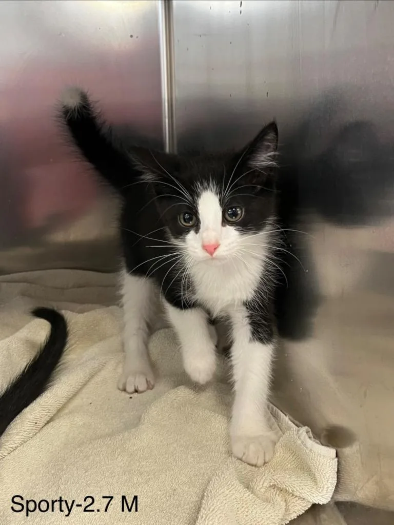 A baby medium-sized male Domestic Short Hair cat named Sporty for adoption in Sunrise Beach, MO