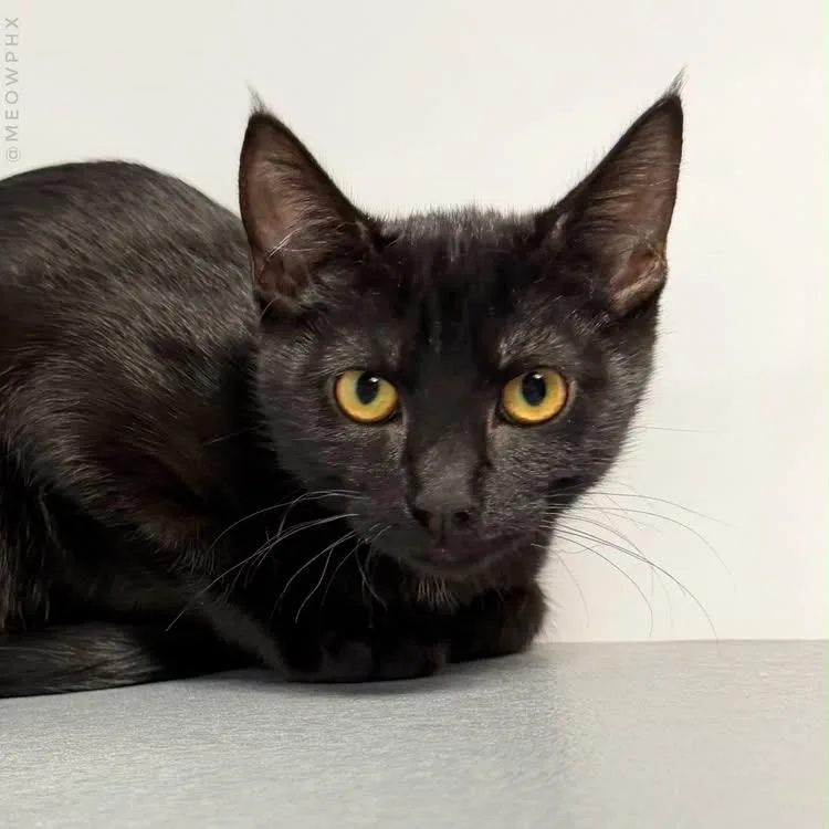 A baby small-sized male Black Domestic Short Hair cat named Blake Ewadar for adoption in Chandler, AZ