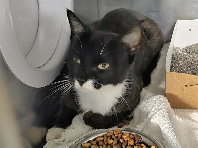 A young small-sized female Domestic Short Hair cat named Robin for adoption in Panama City, FL