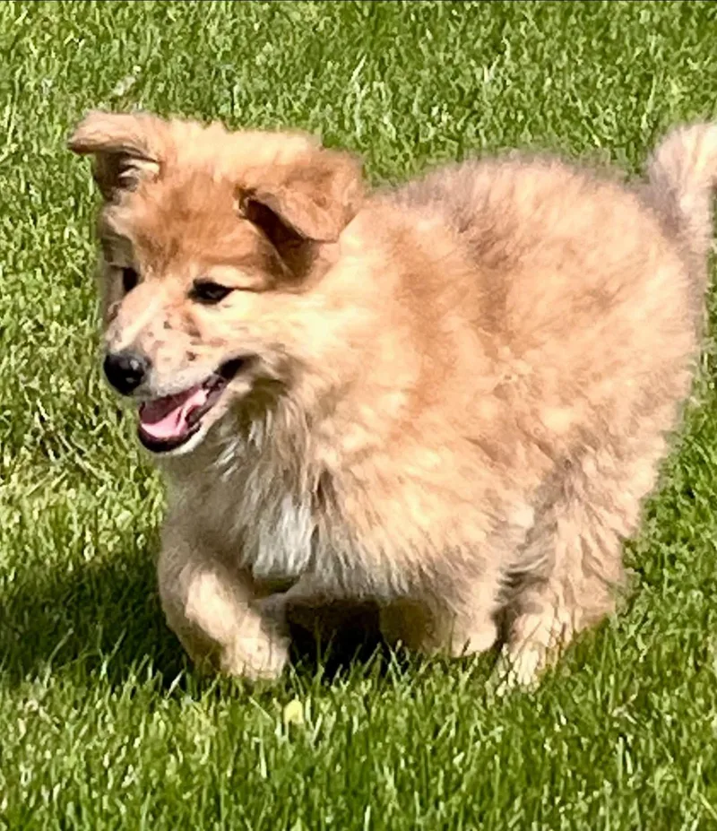 A baby large-sized female Apricot / Beige Mixed Breed dog named Missy for adoption in Polson, MT