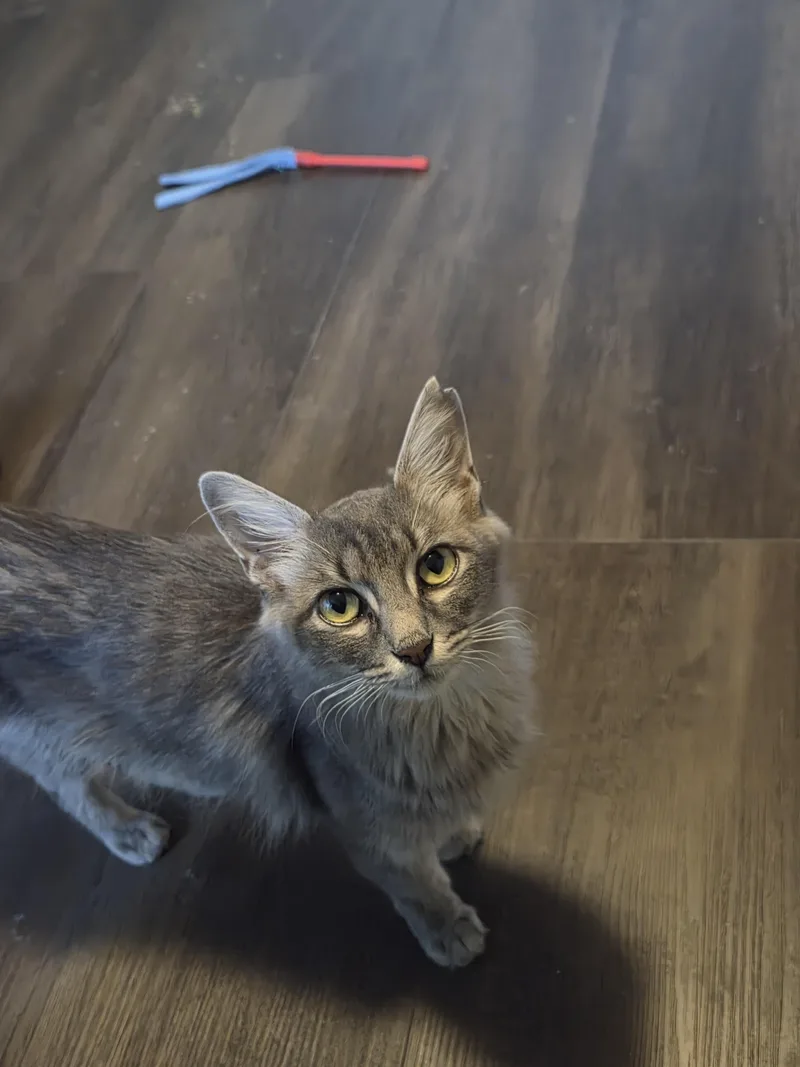 An adult small-sized female Gray / Blue / Silver Domestic Short Hair cat named Summer MS for adoption in Schertz, TX