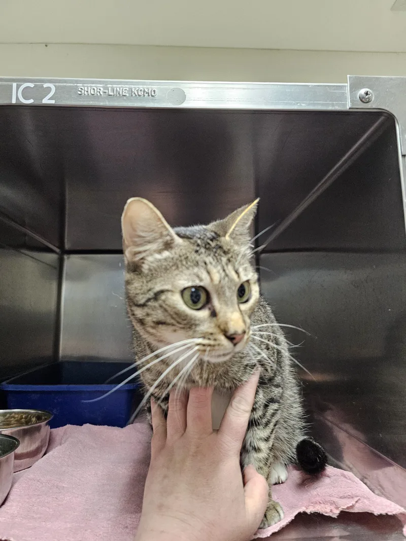 A young medium-sized female Tabby (Brown / Chocolate) Domestic Short Hair cat named Hermes for adoption in Burlington, IA