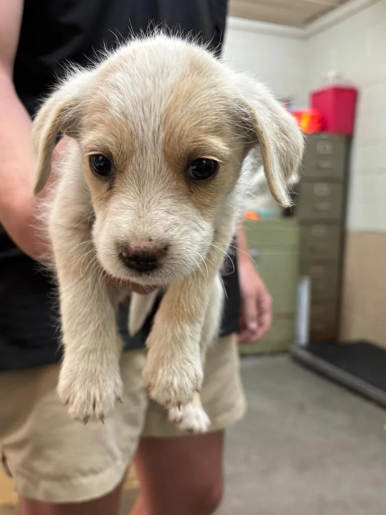 A baby medium-sized female Wirehaired Terrier dog named Diva for adoption in Swainsboro, GA