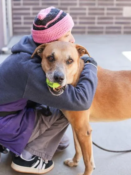 A senior large-sized male Mixed Breed dog named Corduroy for adoption in Chamblee, GA