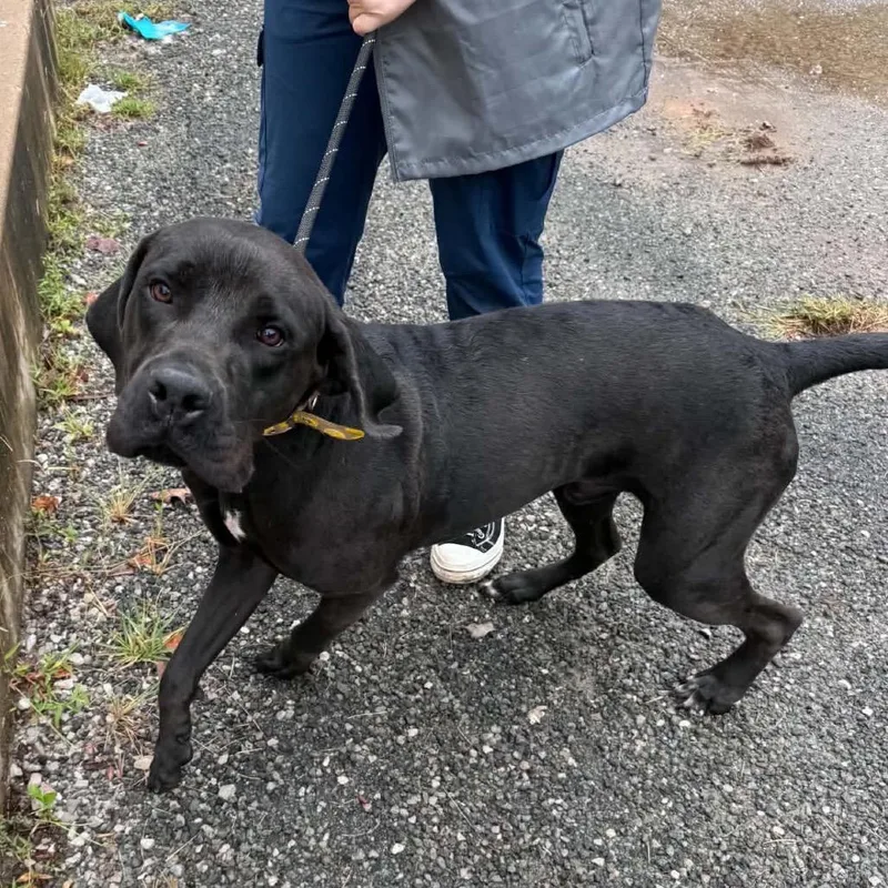 A young large-sized male Black Mixed Breed dog named Chief for adoption in Edwardsville, IL