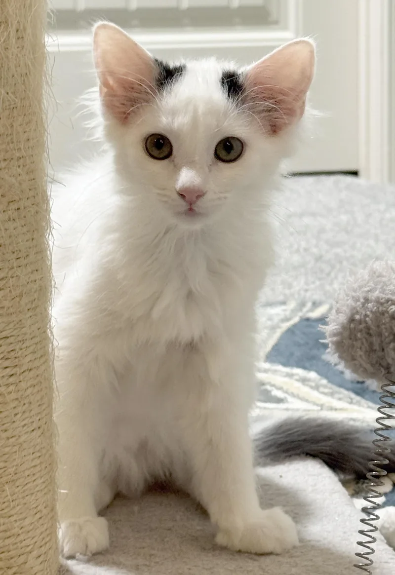 A baby medium-sized male Domestic Medium Hair cat named Raindrop & Sprinkle for adoption in Parkville, MO