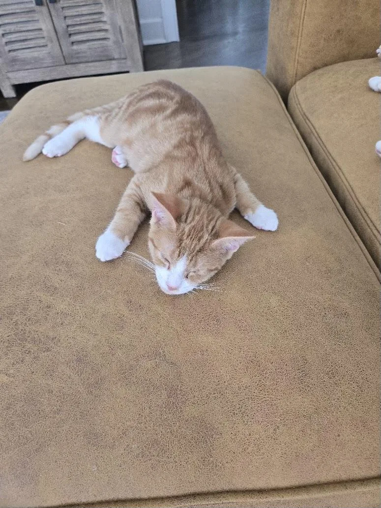 A baby medium-sized male Orange & White Domestic Short Hair cat named Ozzy for adoption in Jacksonville, FL